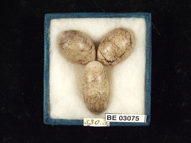 Three bird eggs in box with labels.