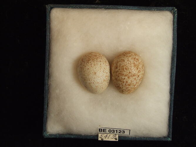 Two bird eggs in box with labels.