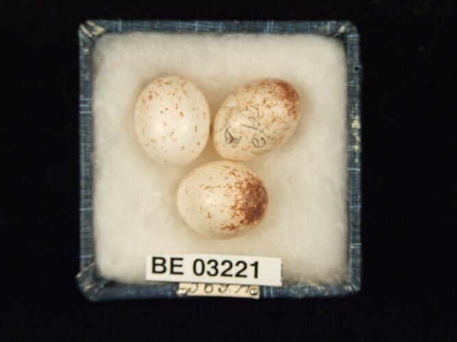 Three bird eggs in box with labels.
