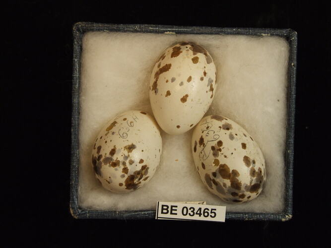 Three bird eggs in box with specimen labels.