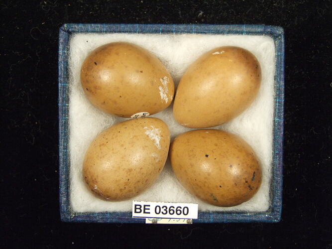 Four bird eggs in box with specimen labels.