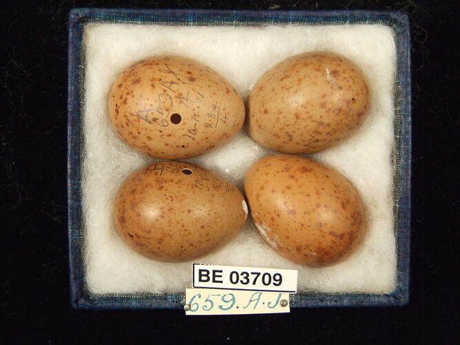 Four bird eggs in box with specimen labels.