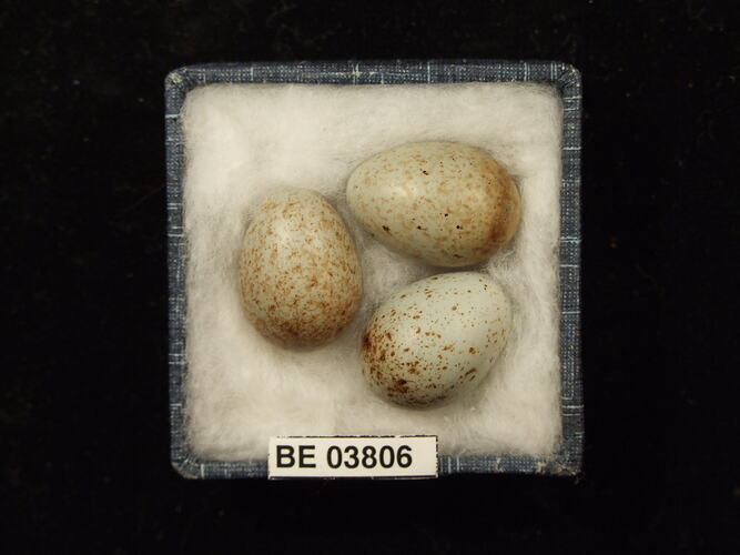 Three bird eggs in box with specimen label.