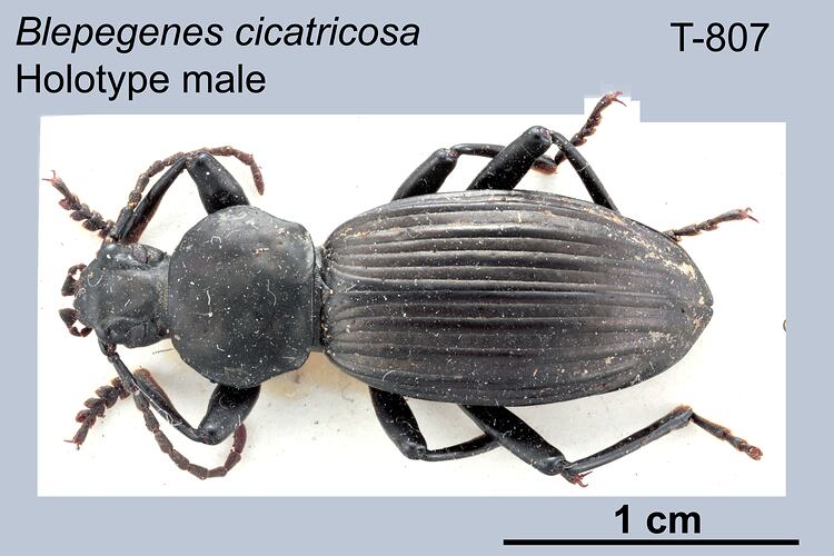 Beetle specimen, male, dorsal view.