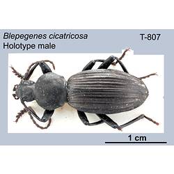 Beetle specimen, male, dorsal view.
