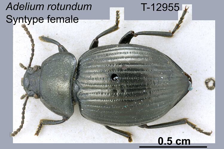 Beetle specimen, female, dorsal view.