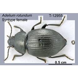 Beetle specimen, female, dorsal view.