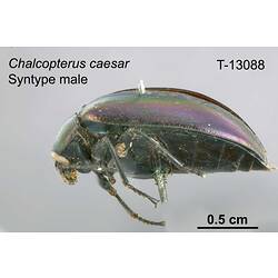 Beetle specimen, male, lateral view.