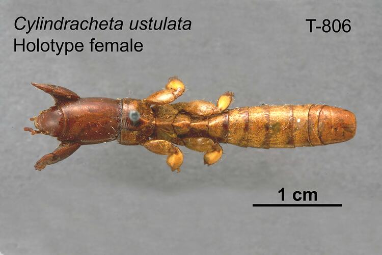 Sandgroper specimen, female, dorsal view.