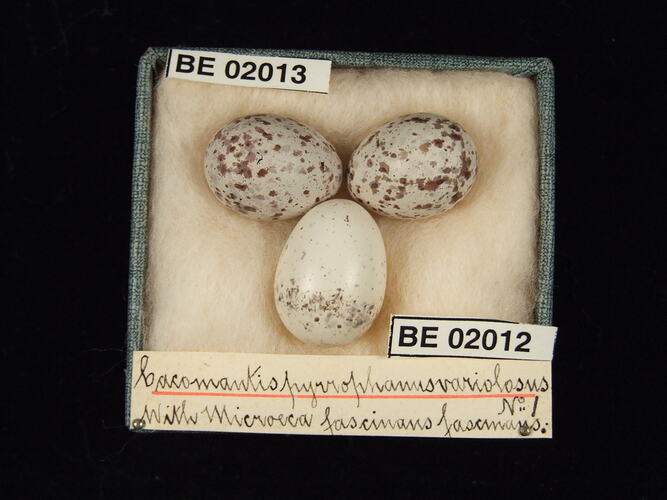 Three bird eggs with specimen labels in box.