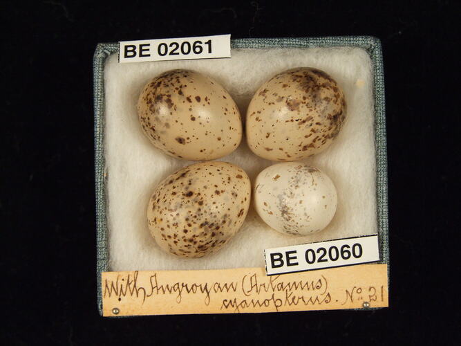 Four bird eggs with specimen labels in box.