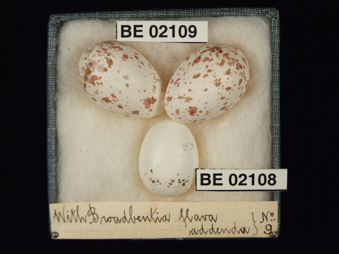 Three bird eggs with specimen labels in box.