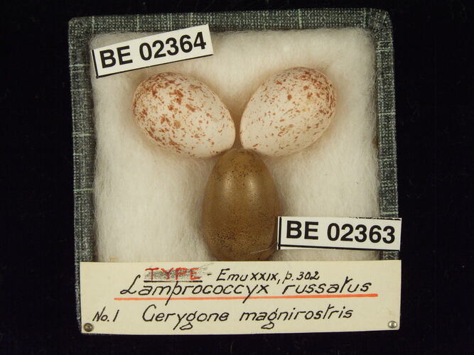 Three bird eggs with specimen labels in box.