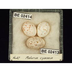 <em>Chrysococcyx basalis</em>
