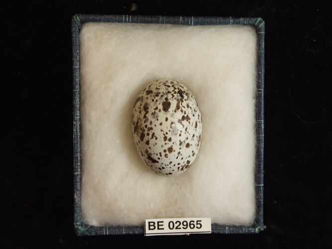 Bird egg with specimen label in box.