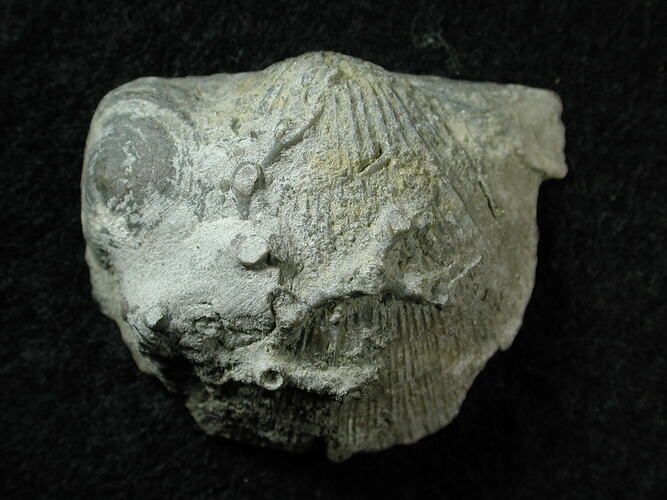 Fossil brachiopod specimen.