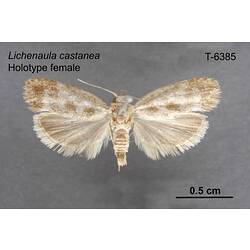 Moth specimen, female, dorsal view.