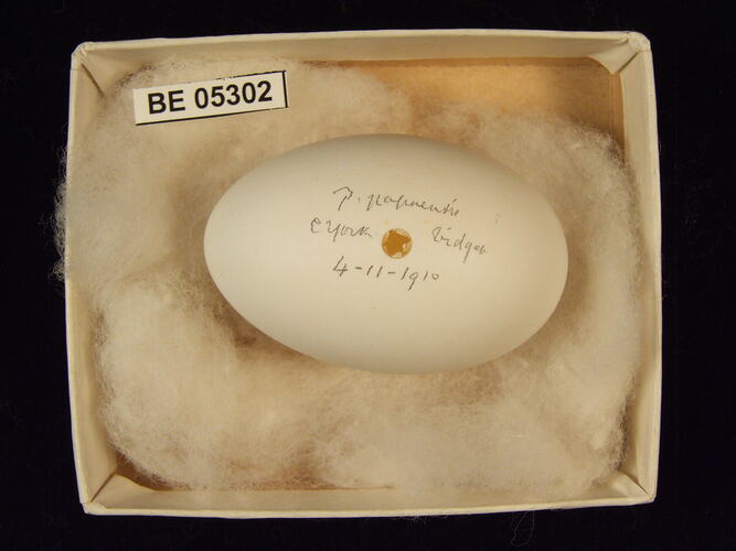 Bird egg with specimen labels in box.