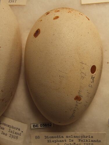 Close up of  bird egg in box.