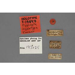 Entomology type specimen labels.