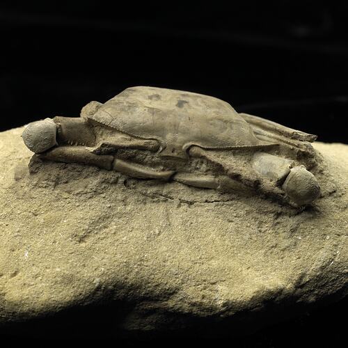 Crab fossil on a sandstone slab.