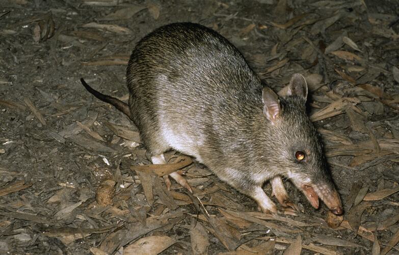 A Long-nosed Bandicoot nosing about on leaf litter.