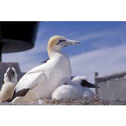 An Australasian Gannet sitting in a nest with a chick.
