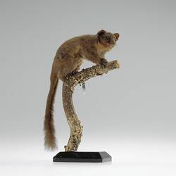Taxidermied possum specimen mounted on a branch.
