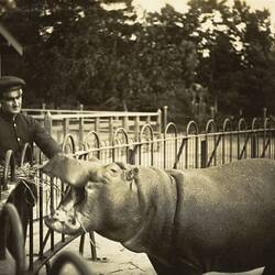 Zoo Keeper Feeding Hippopotamus, Melbourne Zoo, Parkville, circa 1920