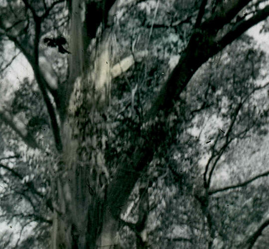 Lantern Slide - Lyrebird Nest, Victoria, 1940. [BA 1778]