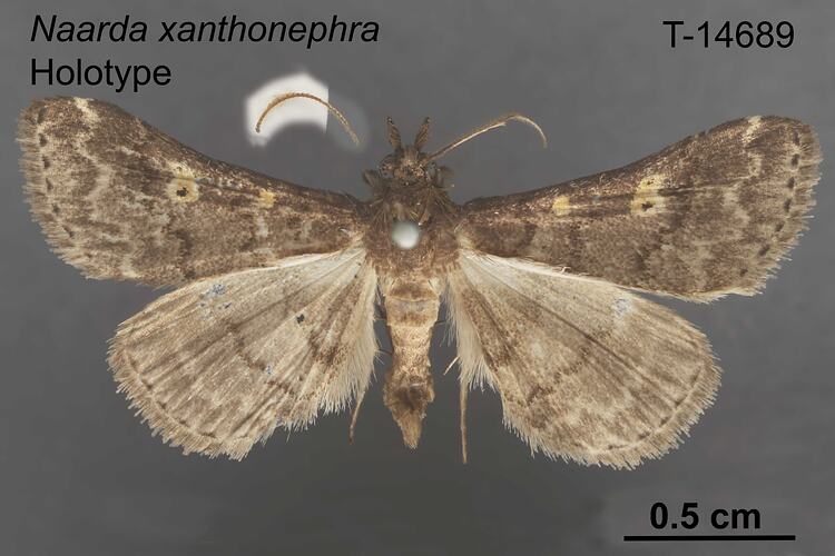 Moth specimen, dorsal view.