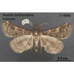 Moth specimen, dorsal view.