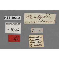 Entomology type specimen labels.