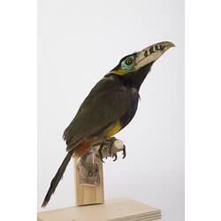 Side view of mounted toucan specimen.