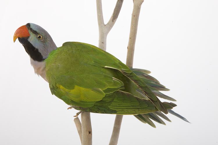 <em>Psittacula alexandri fasciata</em>, Red-breasted Parakeet, mount.  Registration no. 24752.