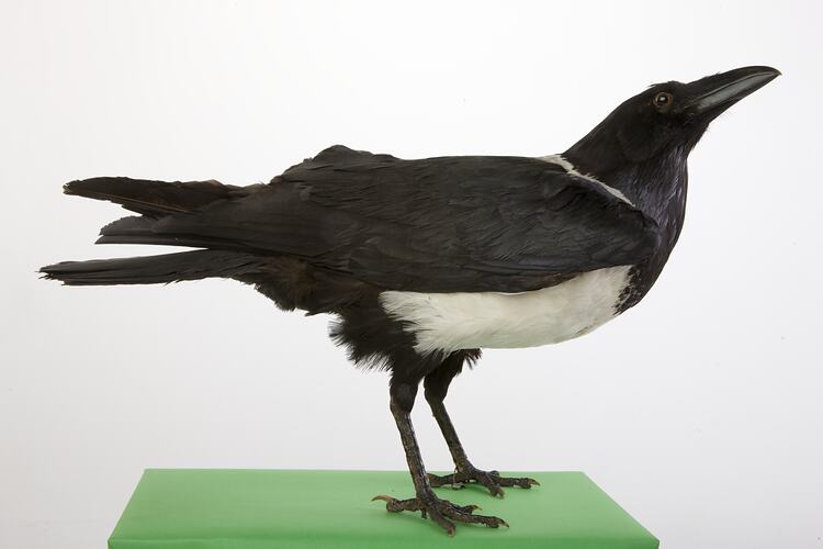 <em>Corvus albus</em>, Pied Crow, mount.  John Gould Collection.  Registration no. 28423.