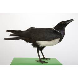 <em>Corvus albus</em>, Pied Crow, mount.  John Gould Collection.  Registration no. 28423.