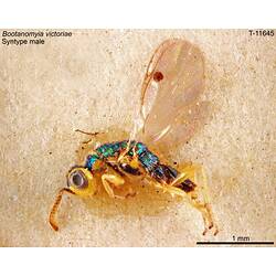 Wasp specimen, lateral view.