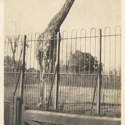 Giraffe behind metal fence.