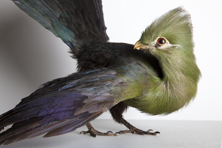 Bird specimen with green crested head and neck and purple-blue wings and tail.