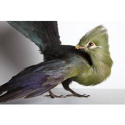 Bird specimen with green crested head and neck and purple-blue wings and tail.