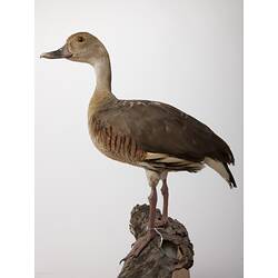 <em>Dendrocygna eytoni</em>, Plumed Whistling-Duck, mount.  Registration no. B 32805.