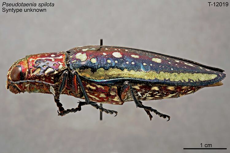 Beetle specimen, lateral view.