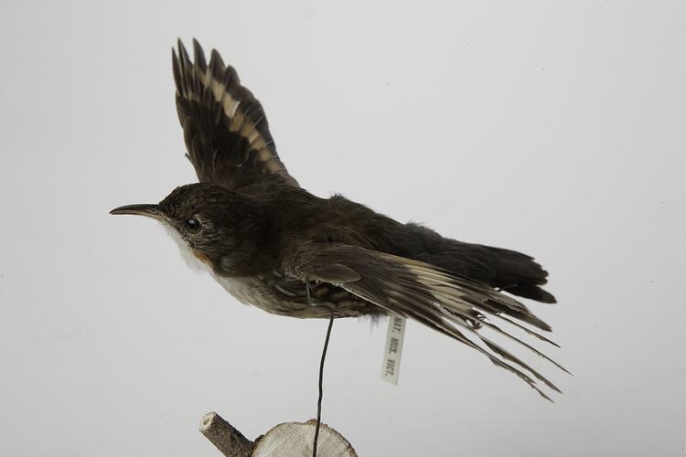 Taxidermied bird mounted on wire as though in flight.