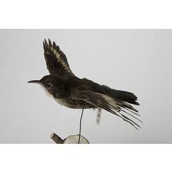Taxidermied bird mounted on wire as though in flight.