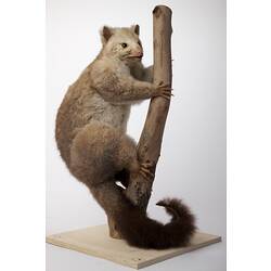 Mountain Brushtail Possum specimen mounted on branch.