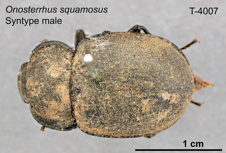 Beetle specimen, male, dorsal view.