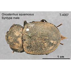Beetle specimen, male, dorsal view.