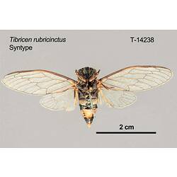 Cicada specimen, ventral view.
