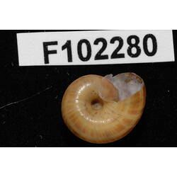 Snail shell and specimen label.